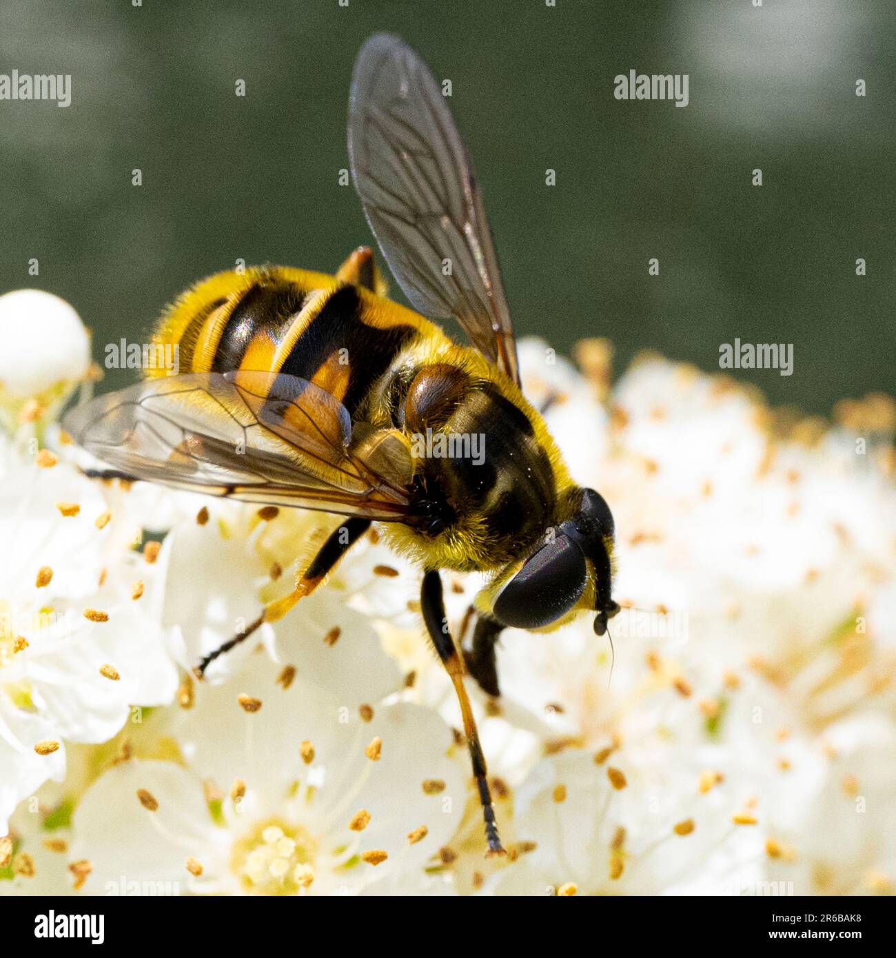 Abeille sur une fleur, recouverte de pollen Banque D'Images