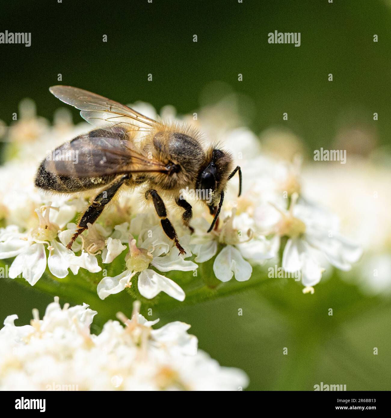 Abeille sur une fleur, recouverte de pollen Banque D'Images