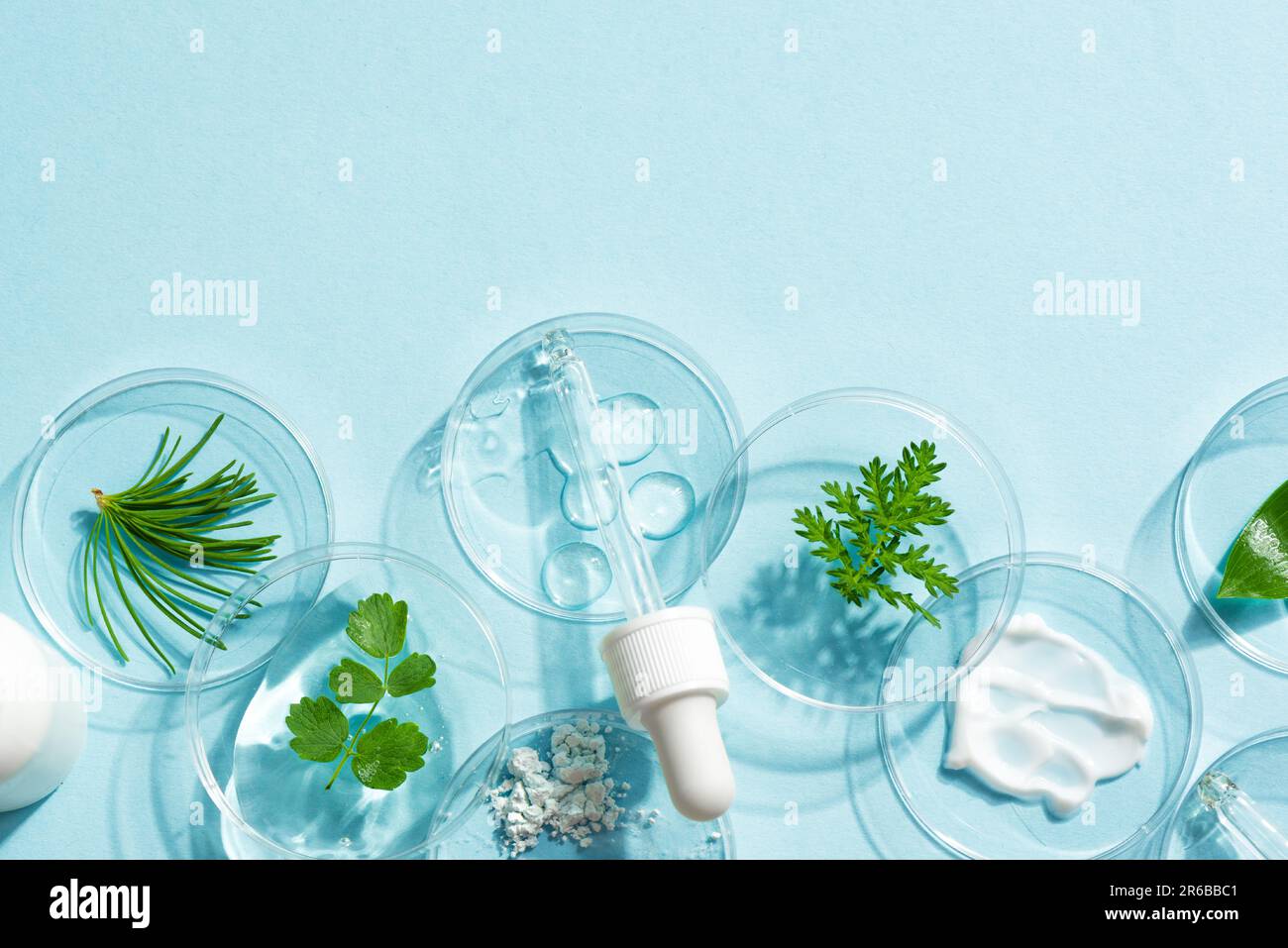 Produits naturels de soin de la peau nuances dans la boîte de Petri et plantes vertes sur fond bleu, vue du dessus. Beauté écologique naturelle, laboratoire cosmétique de plantes et ou Banque D'Images