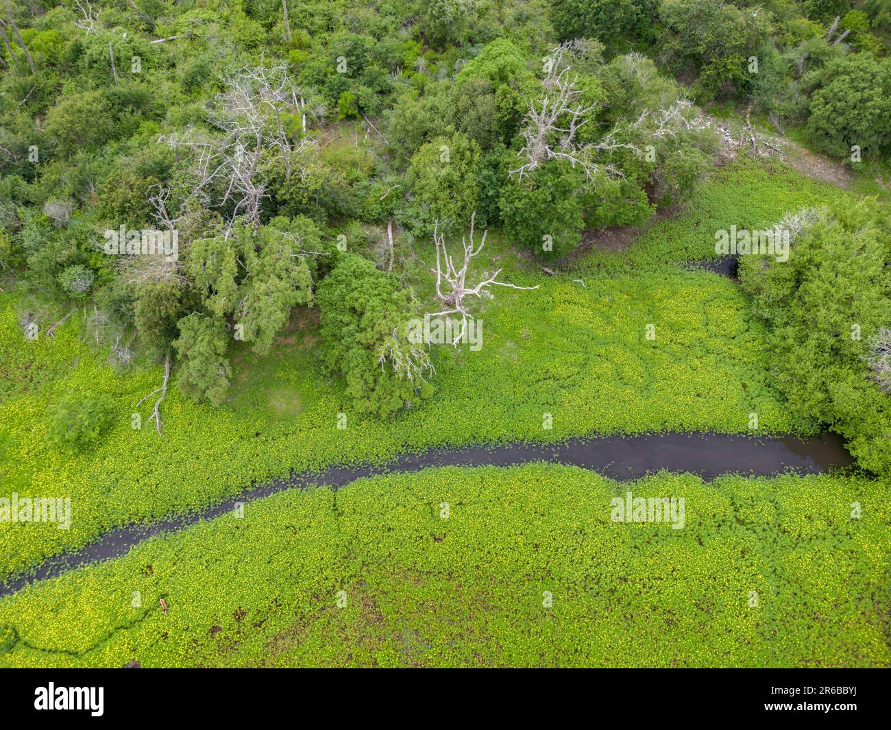 Le site naturel du Metro est situé au sud du département des Landes. Il est composé de franges forestières, de forêts mixtes et de zones humides. Banque D'Images