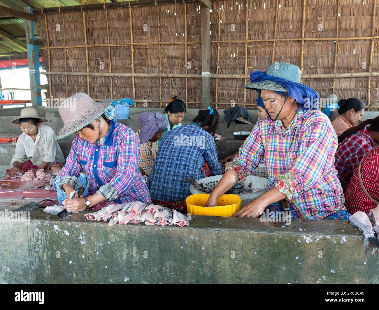 Les travailleuses d'une usine de transformation du poisson du delta d'Irrawaddy, au Myanmar. Banque D'Images