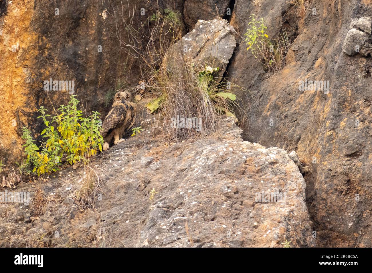 Hibou grand-duc Banque D'Images