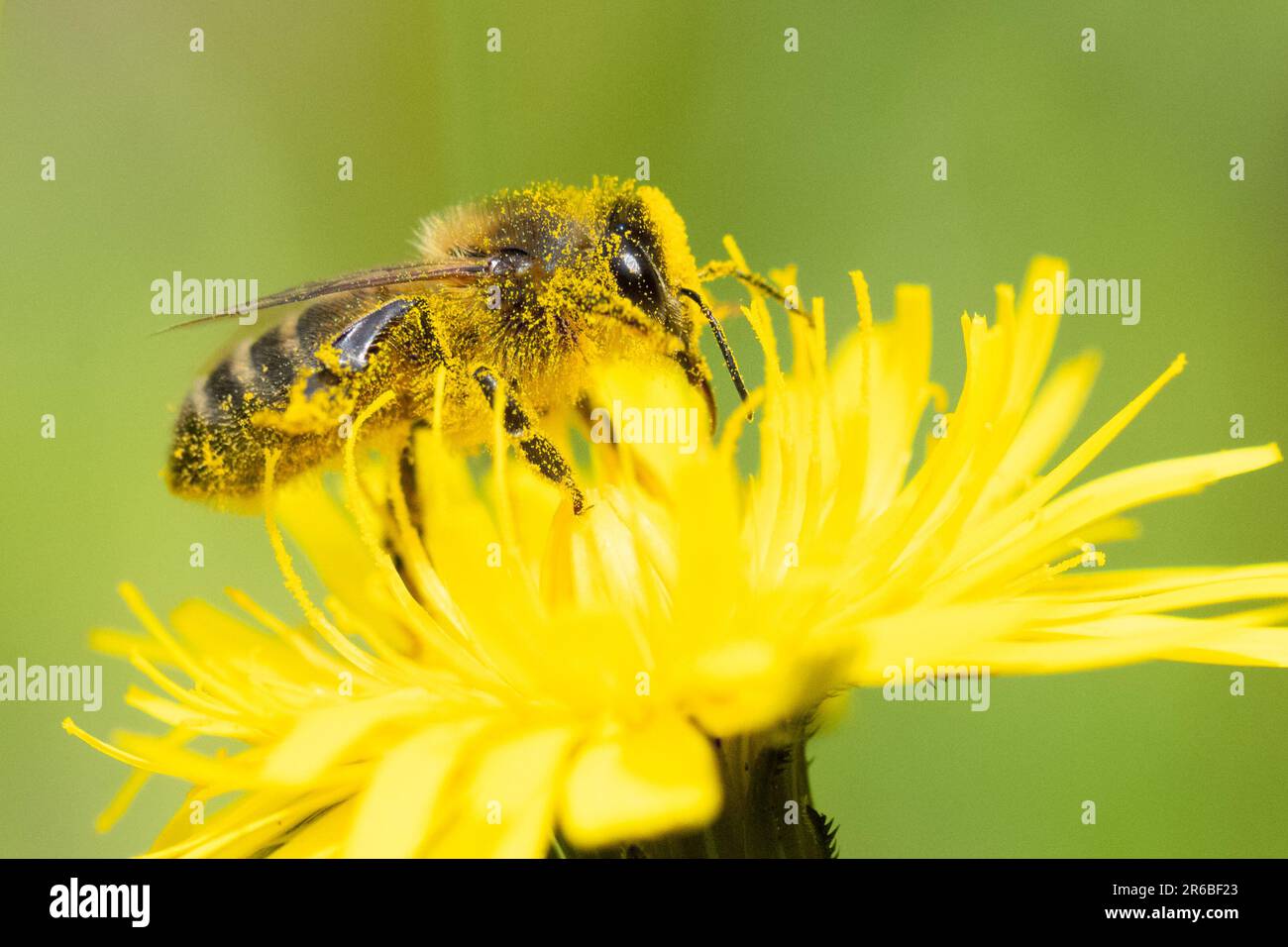 Killéarn, Stirling, Écosse, Royaume-Uni. 8th juin 2023. Météo au Royaume-Uni : une abeille recouverte de pollen visitant la fleur d'un belliciste alors que la prévision de pollen de met Office augmente. Crédit : Kay Roxby/Alay Live News Banque D'Images