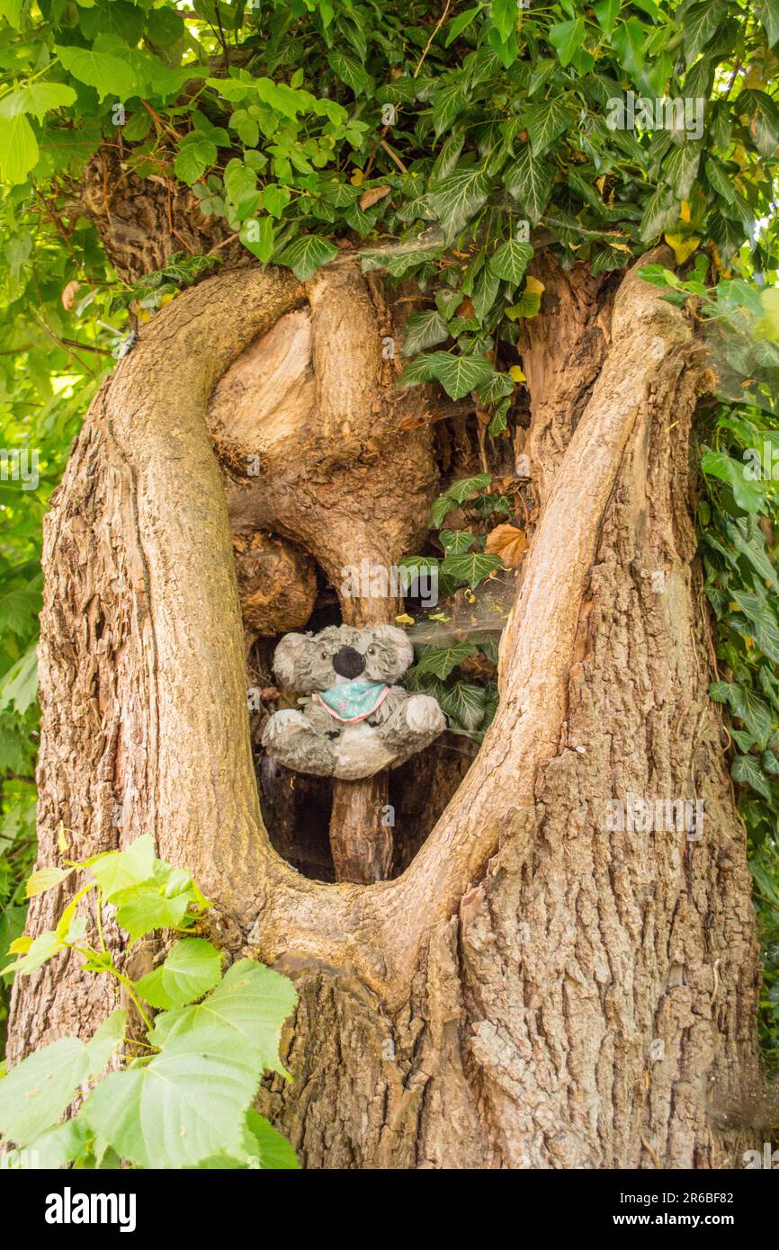 Teddybear dans un trou de l'arbre Banque D'Images