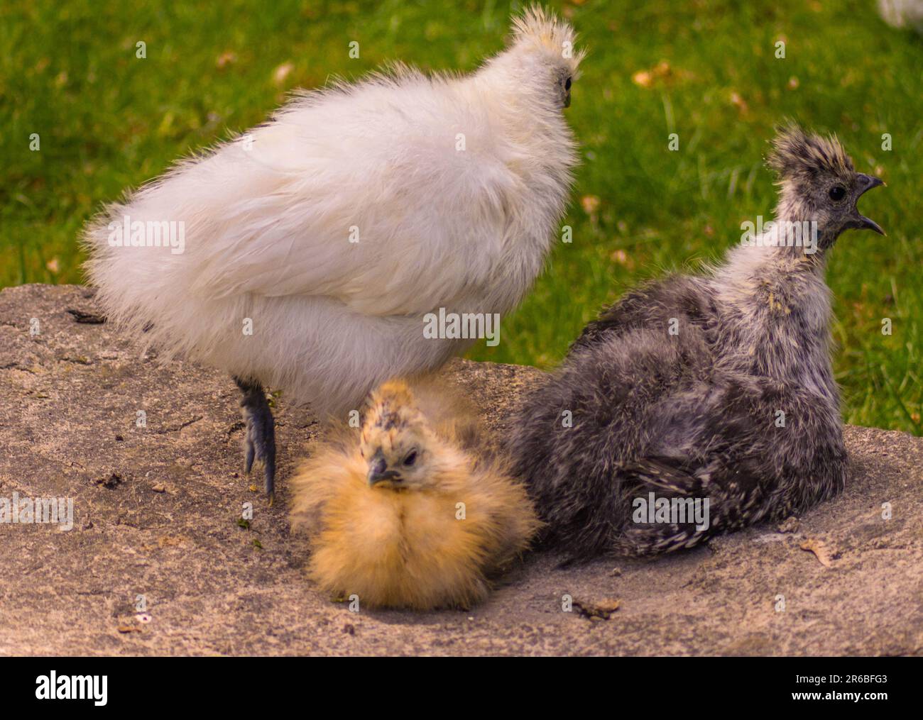 Animaux domestiques, oiseaux, poulet à l'aspect étrange Banque D'Images