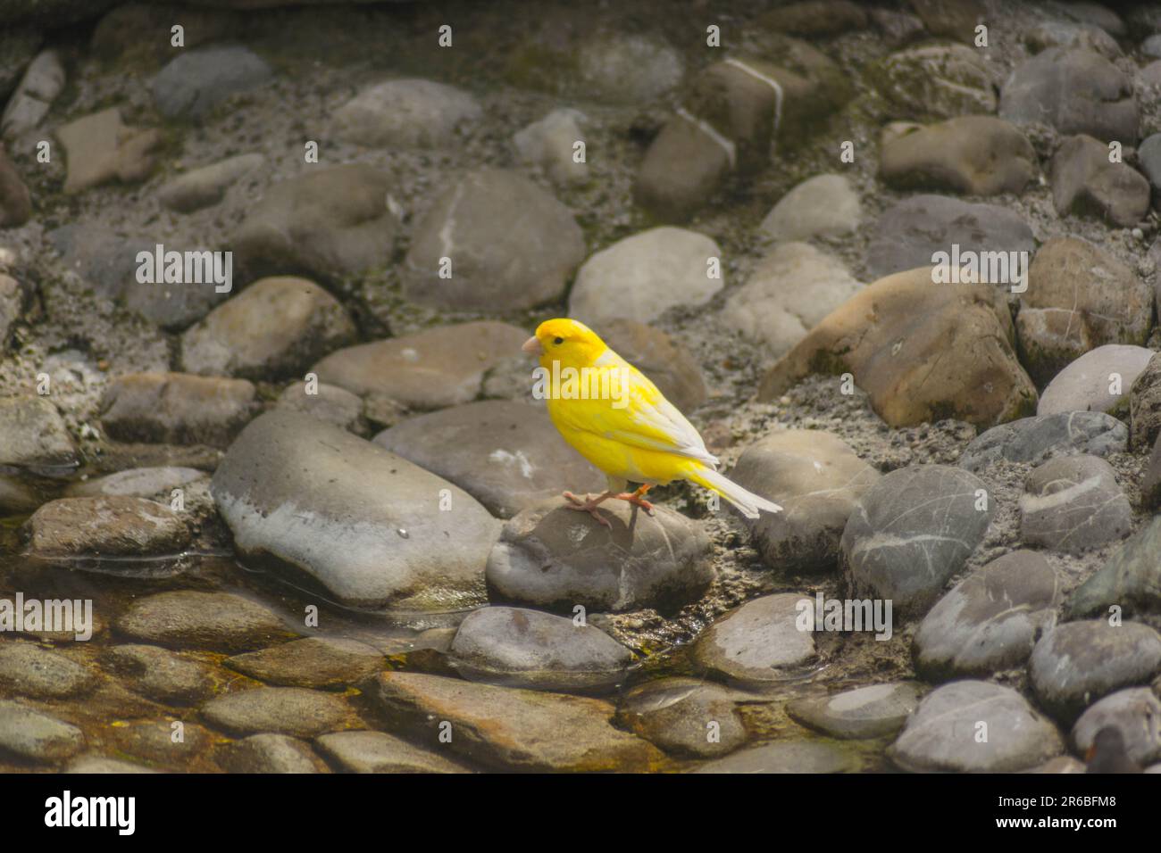 Animaux domestiques, oiseaux, canaris de l'Atlantique, Serinus canaria Banque D'Images