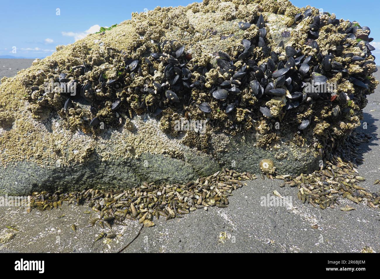 Moules bleues (Mytilus exults) sur une roche couverte de barnacle avec escargots à méplat (Bagtilllaria cumingi) en dessous, Crescent Beach, B. C., Canada. Banque D'Images