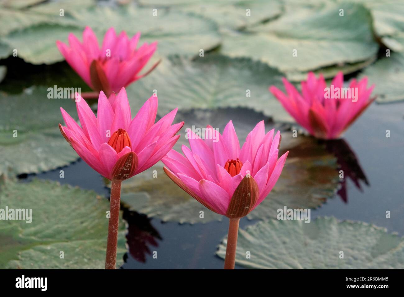 Gros plan de quatre grandes fleurs de lotus rose, rayonnant la beauté naturelle. Banque D'Images