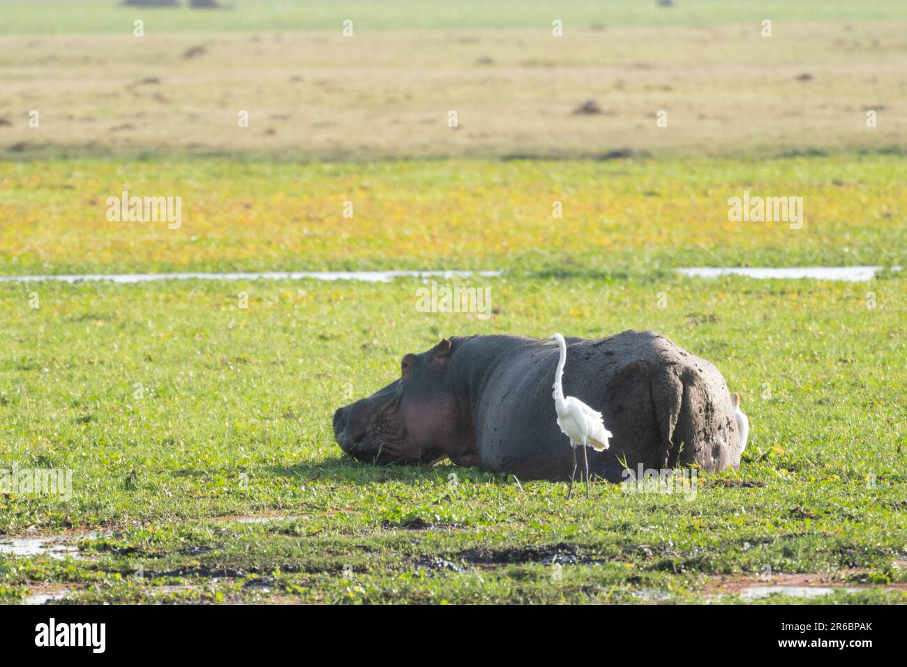 Hippo s'étend dans l'herbe, hors de l'eau, tandis que les oiseaux marchent à proximité. Parc national d'Amboseli, Kenya Afrique Banque D'Images