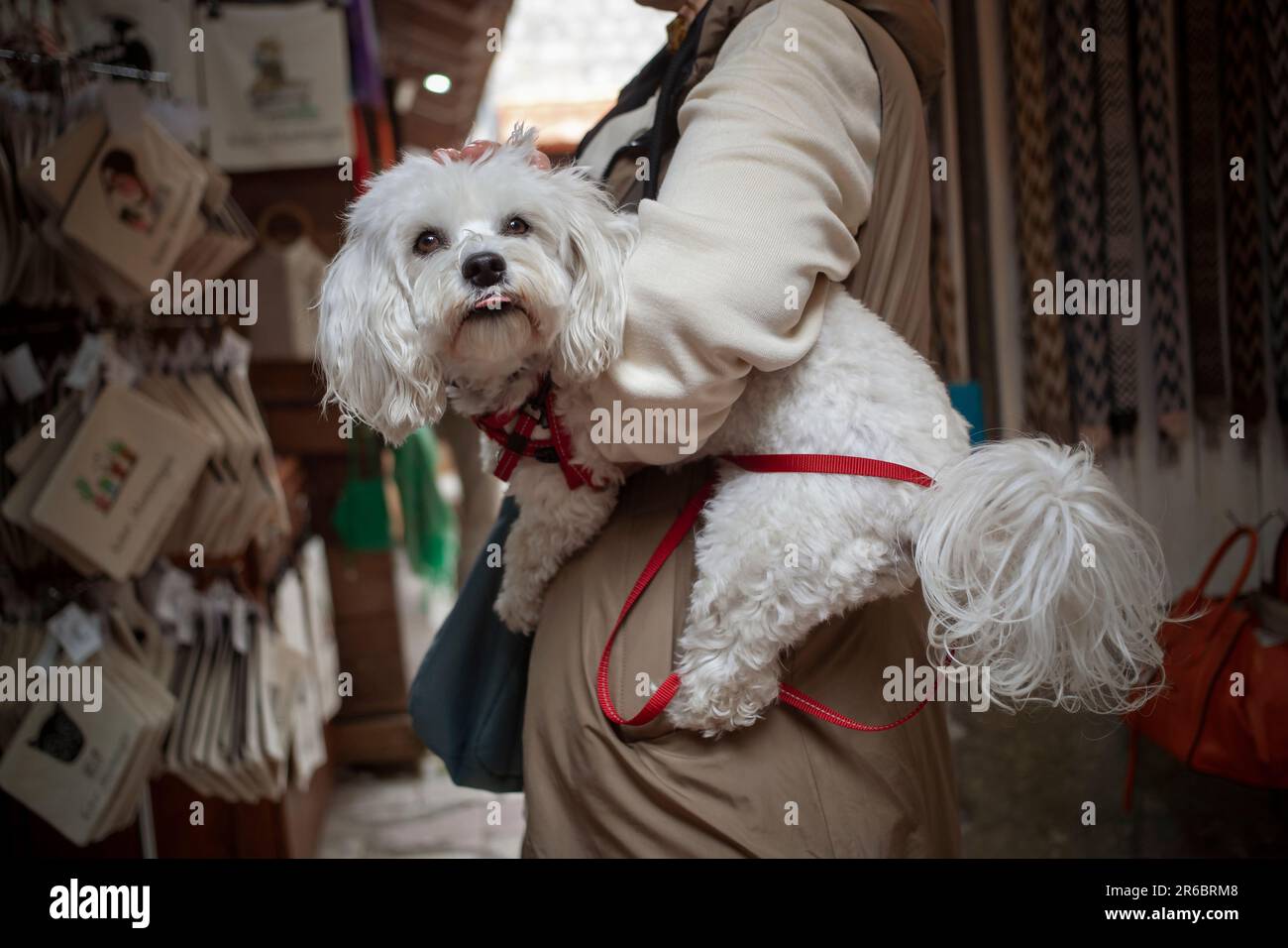 Kotor, Monténégro, 13 avril 2023: Une femme visite un bazar de rue dans la vieille ville tenant un chien Bichon dans ses bras Banque D'Images