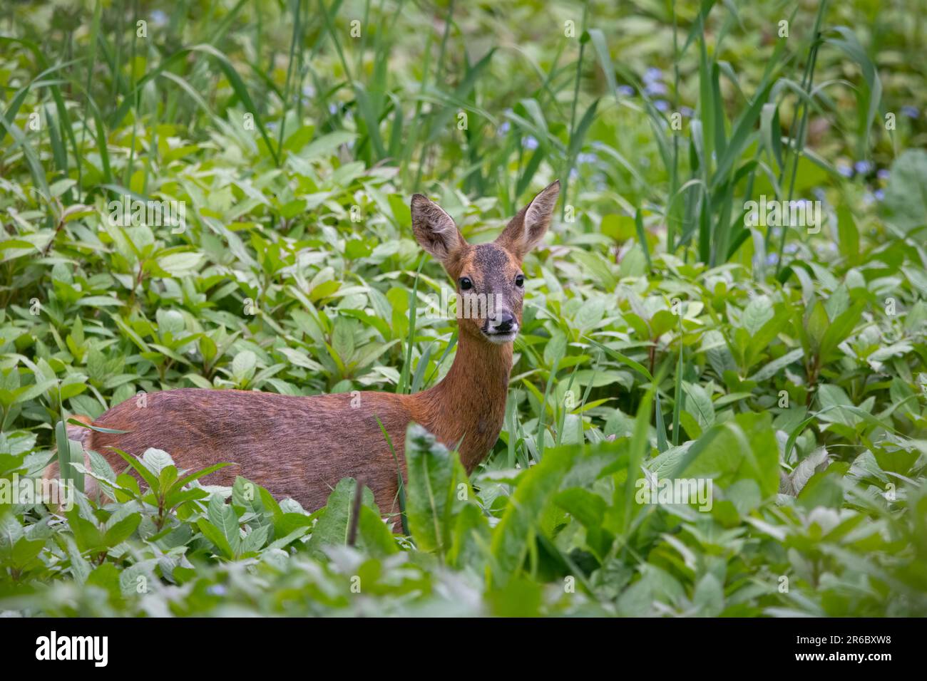Cerf de Virginie (Capreolus capreolus) sur les rives de la rivière Tay, Perth, Perthshire, Écosse, Royaume-Uni. Banque D'Images