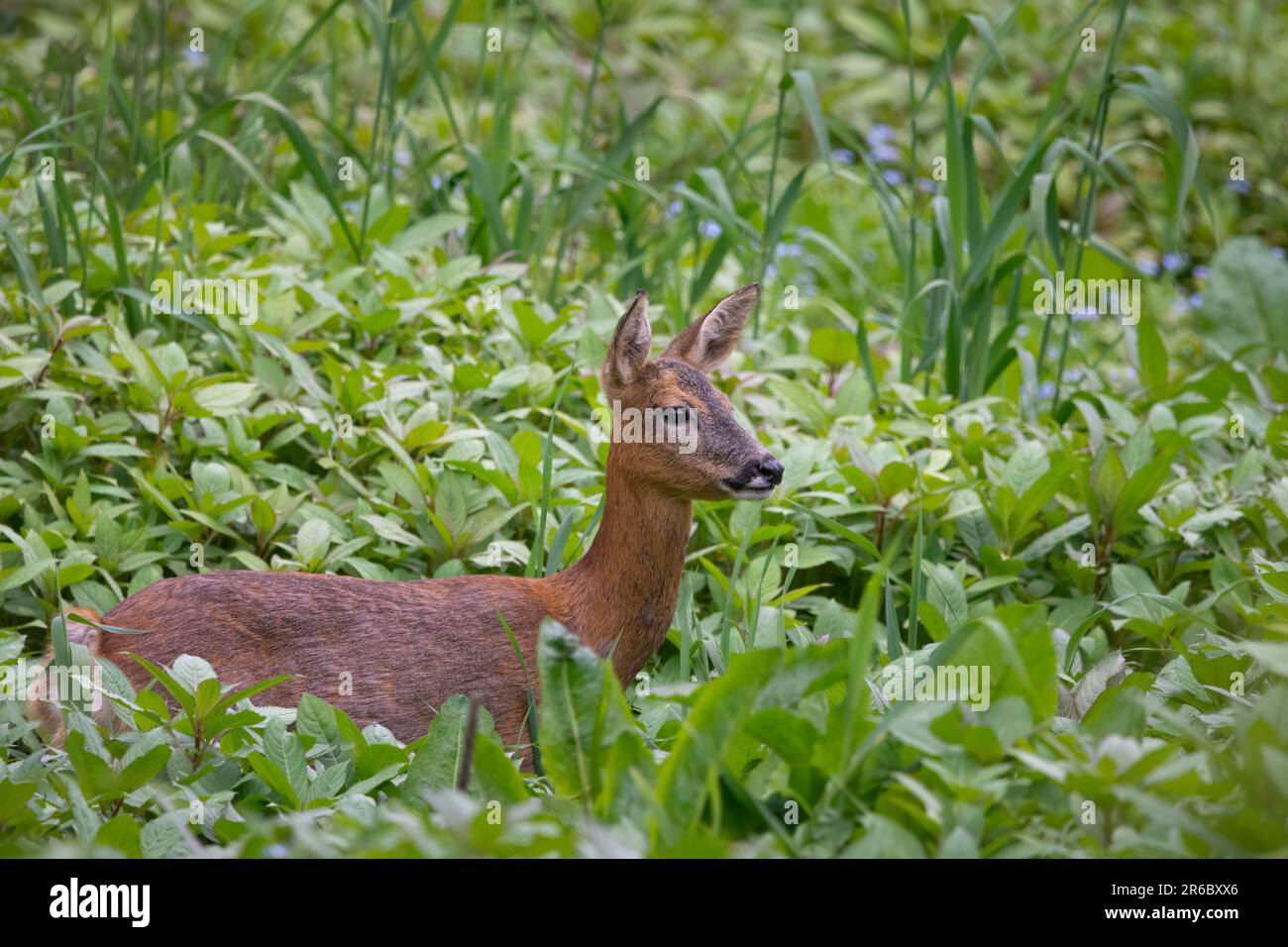 Cerf de Virginie (Capreolus capreolus) sur les rives de la rivière Tay, Perth, Perthshire, Écosse, Royaume-Uni. Banque D'Images