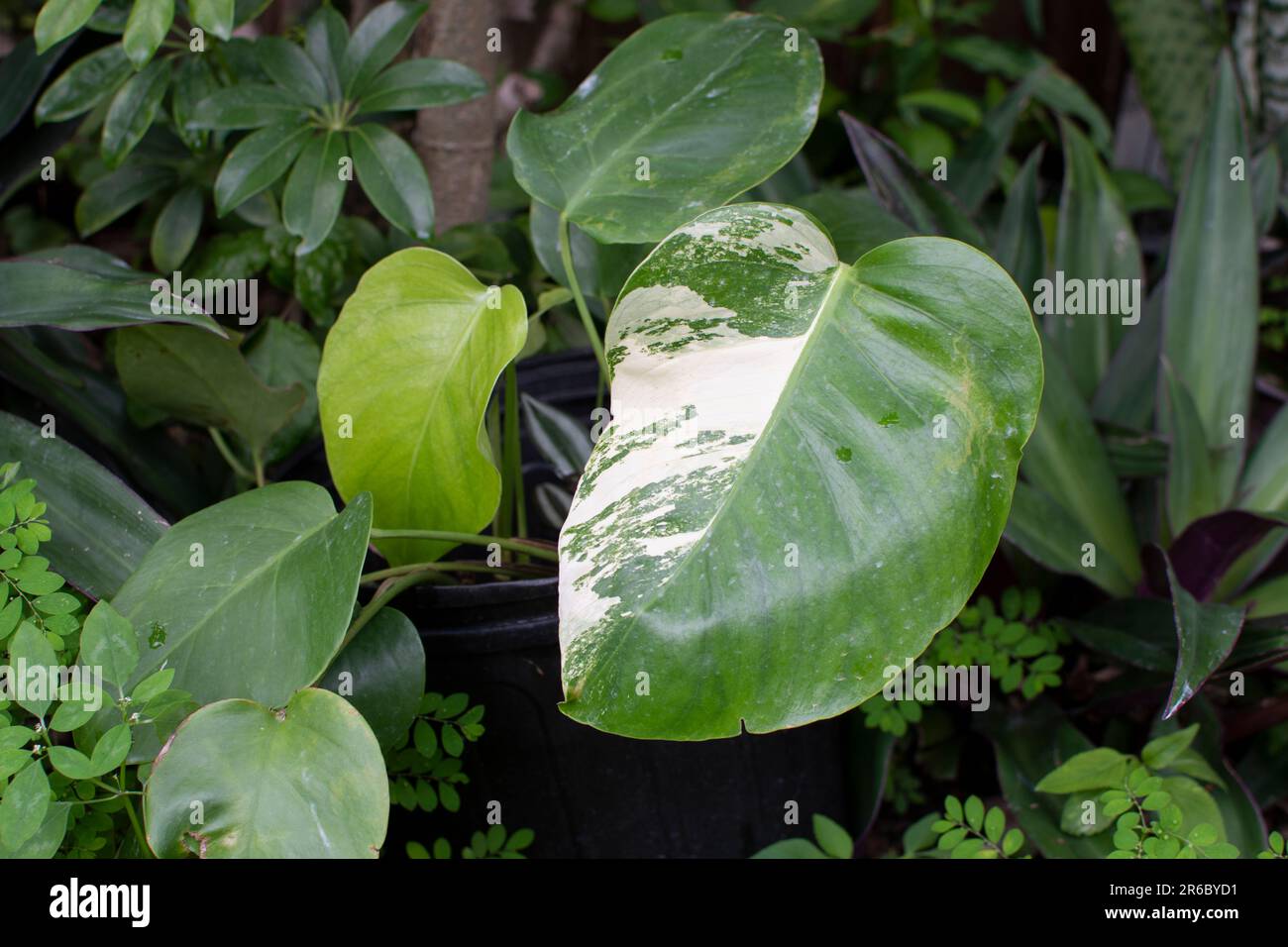Monstera deliciosa Albo. Plantes rares. Plante variégée. Usine de production de tendances Banque D'Images