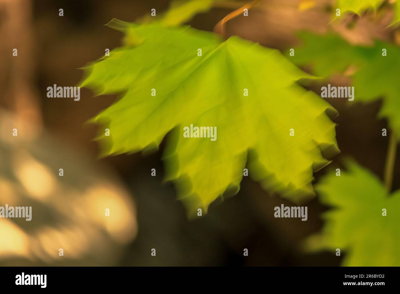 Feuilles vertes dans le vent - Lysaker Banque D'Images