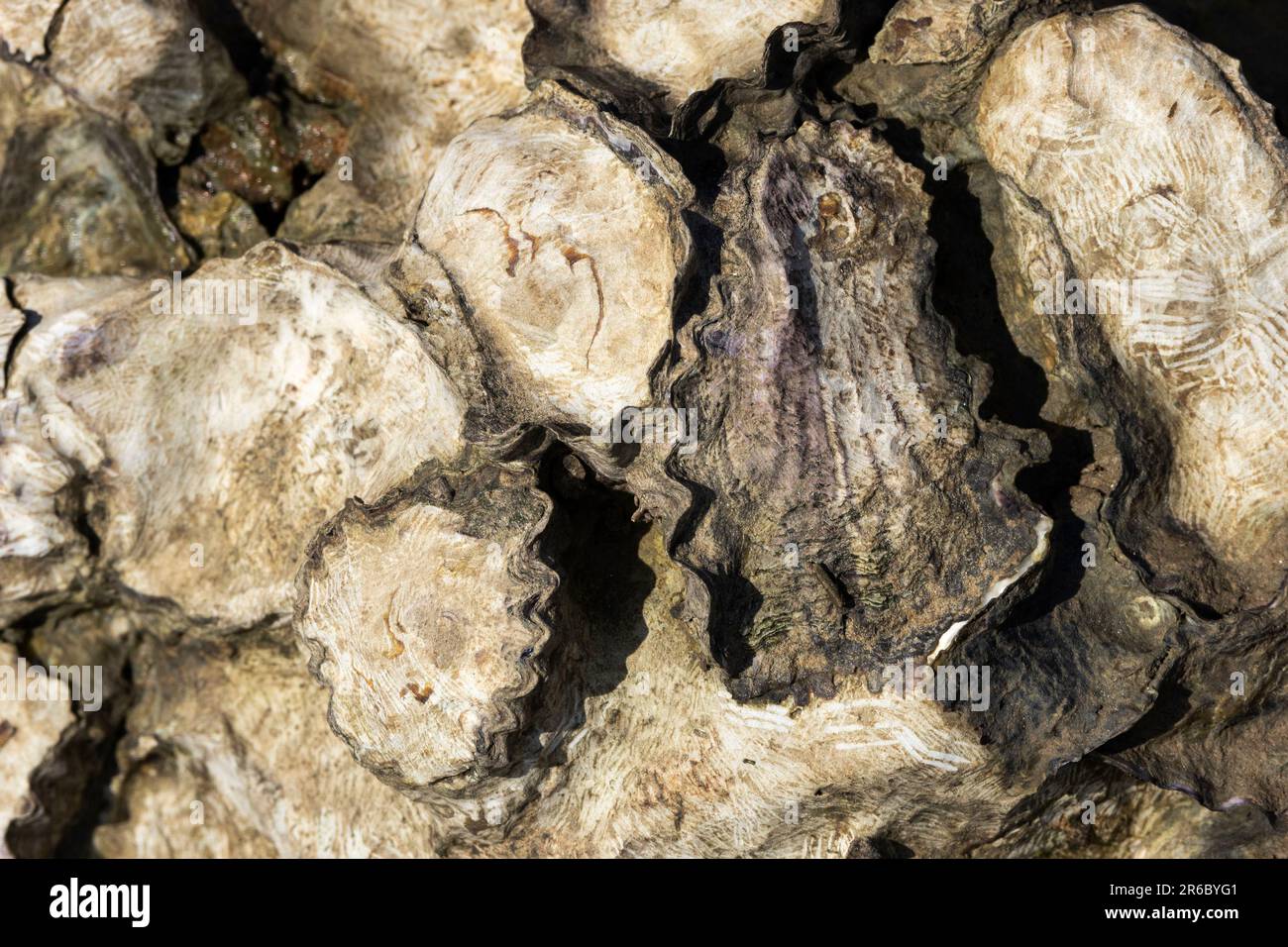 L'huître à sable est un mollusque comestible courant dans les roches eulittorales et sous-littorales. Ils ont des formes irrégulières comme ils se sont emballées dans des masses denses. Banque D'Images