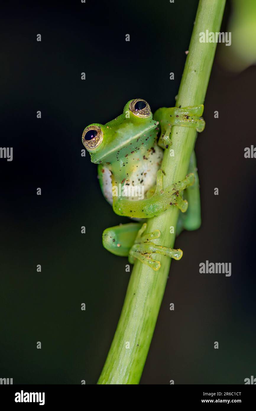 Grenouille en verre émeraude (Espadarana prosoblepon) de Bosque de Paz, Costa Rica. Banque D'Images