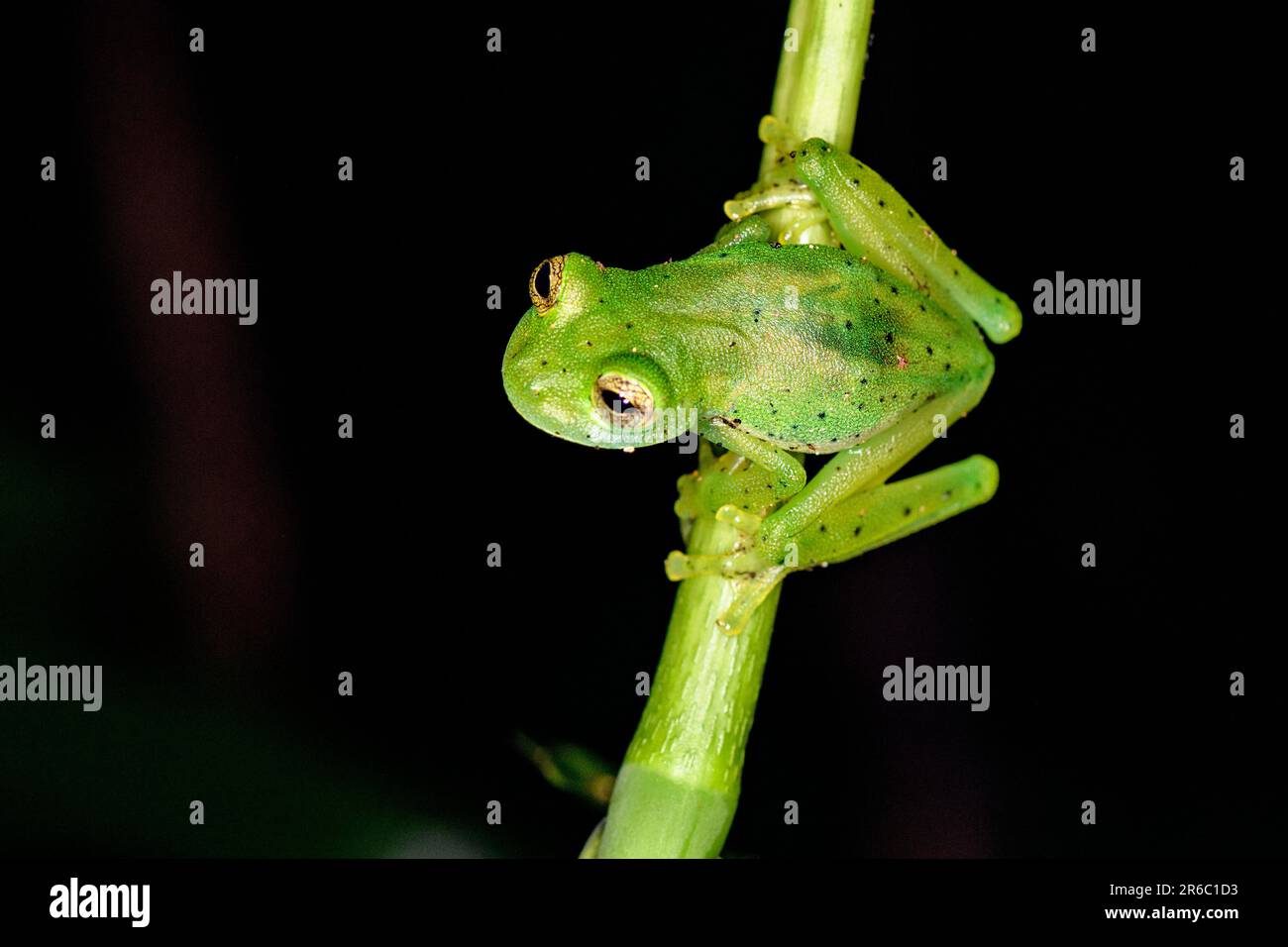 Grenouille en verre émeraude (Espadarana prosoblepon) de Bosque de Paz, Costa Rica. Banque D'Images