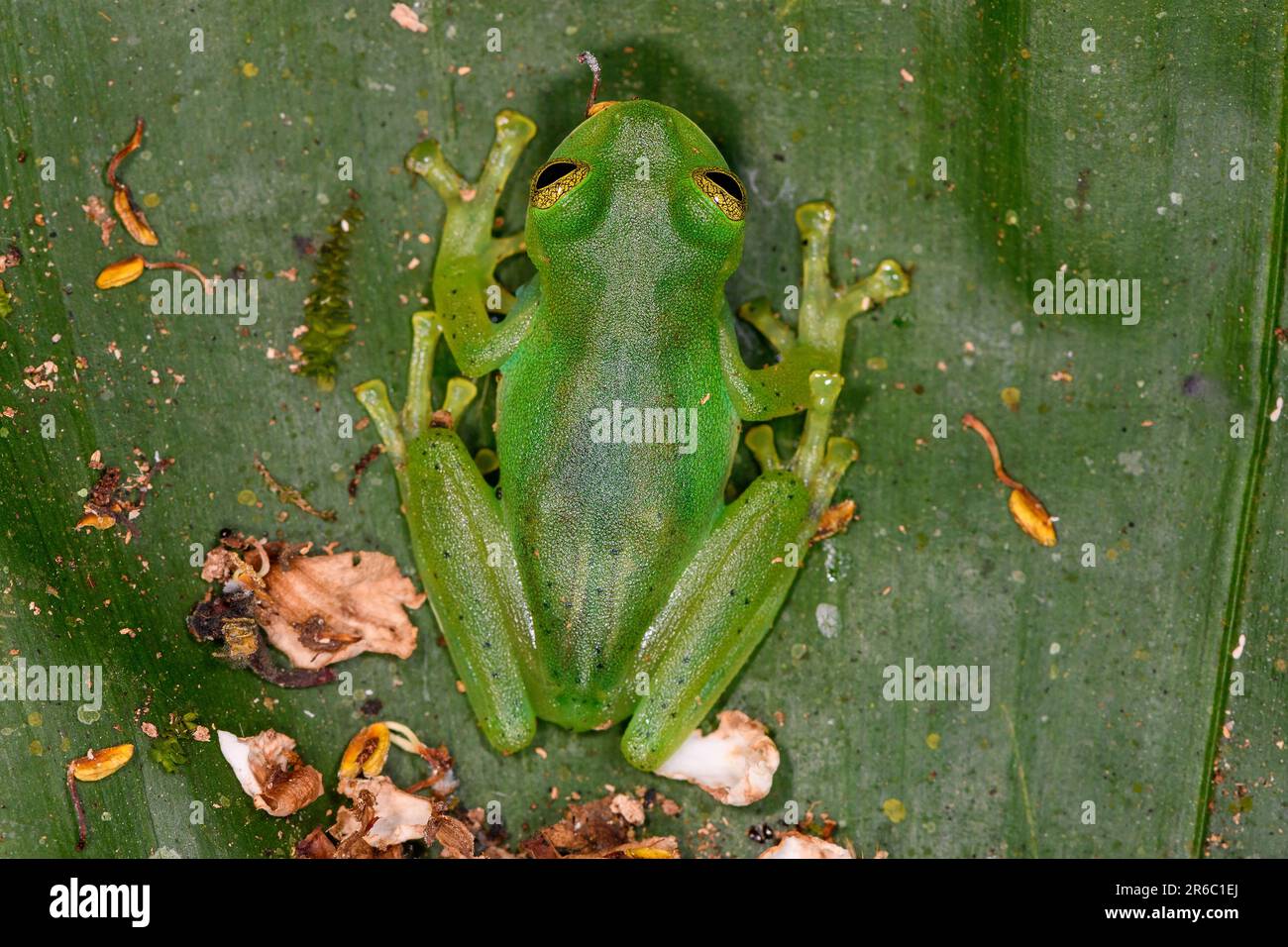 Grenouille en verre émeraude (Espadarana prosoblepon) de Bosque de Paz, Costa Rica. Banque D'Images