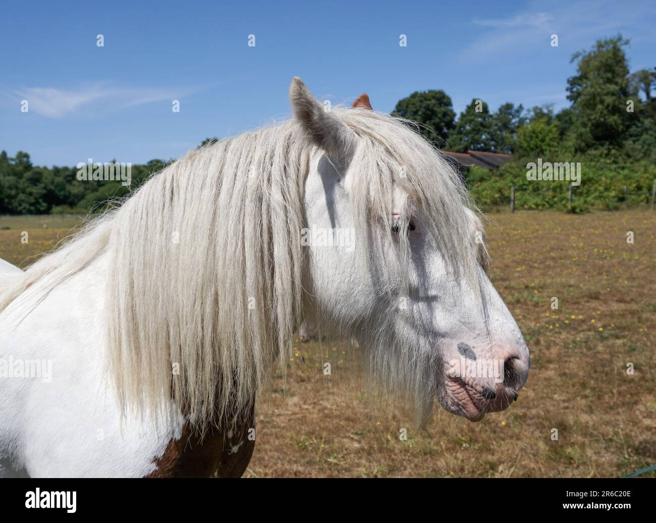 Cheval blanc poilu dans le paddock le jour d'été. Gros plan sur un cheval blanc domestique Banque D'Images