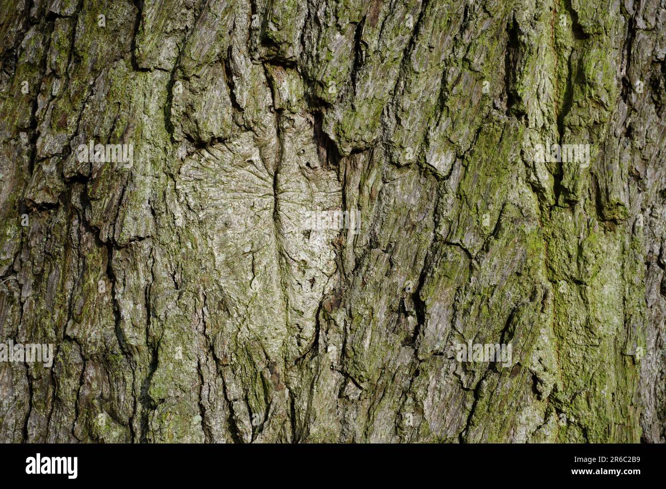 toile de fond texturée en écorce d'arbre. tronc d'arbre en bois rugueux en gros plan Banque D'Images