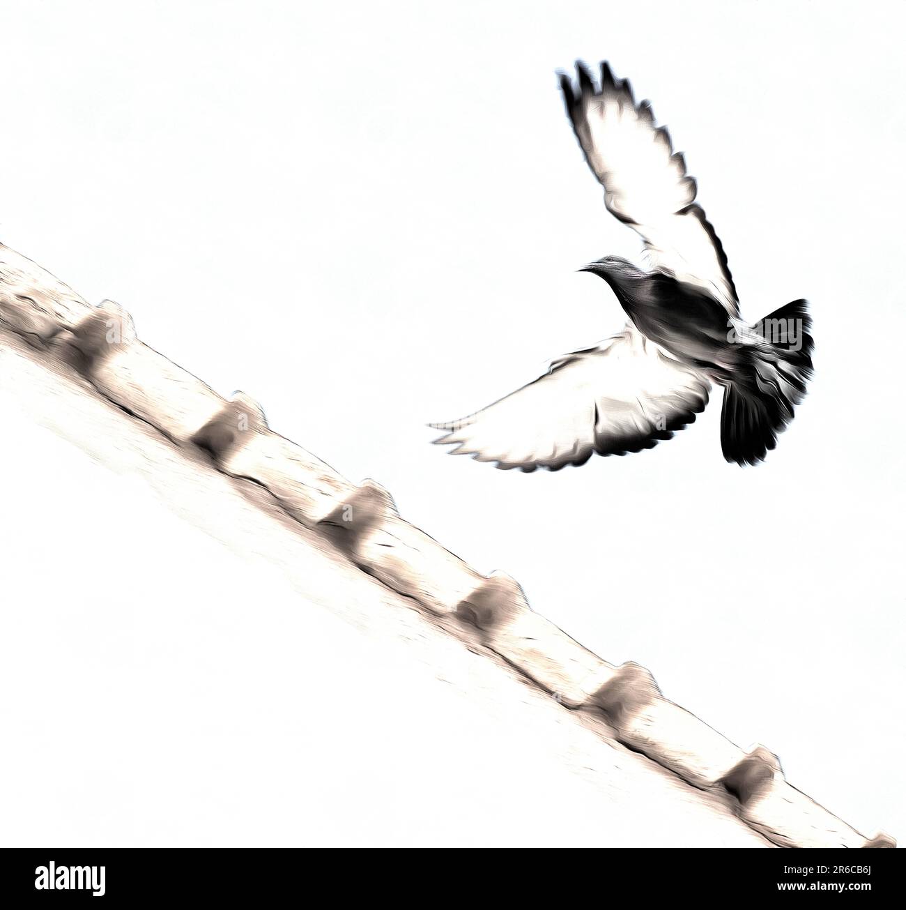 silhouette isolée d'une colombe volante Banque D'Images