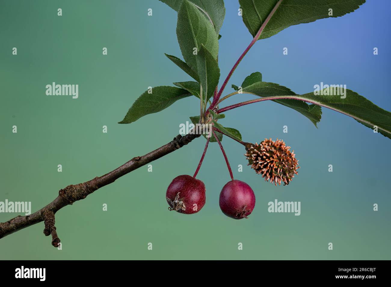 Galle de rouille de la pomme de cèdre (Gymnosporangium juniperi-virginianae) sur l'écrevisse au printemps dans le centre de la Virginie. Banque D'Images