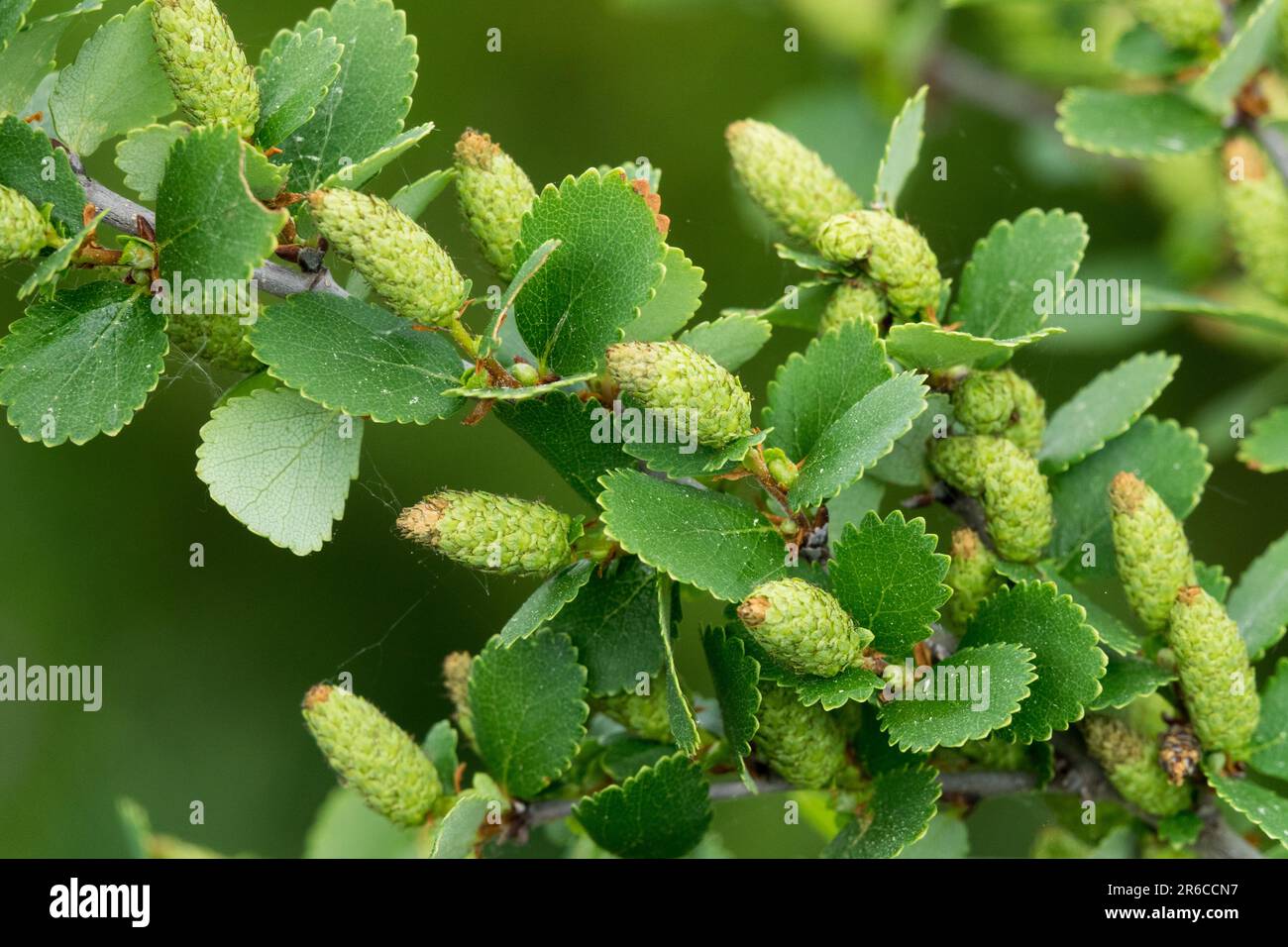 Bouleau nain Betula nana 'Rotundifolia' Betula feuilles cônes de bouleau Betula nana miniature branche de bouleau à large feuillage gros bouleau vert petite plante Banque D'Images