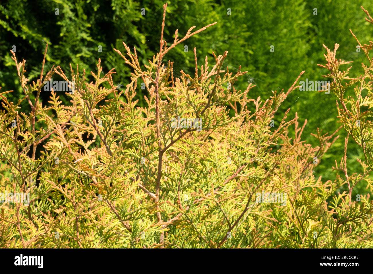 Arborvitae d'Amérique, Thuja occidentalis 'chef de feu' Congabe Banque D'Images