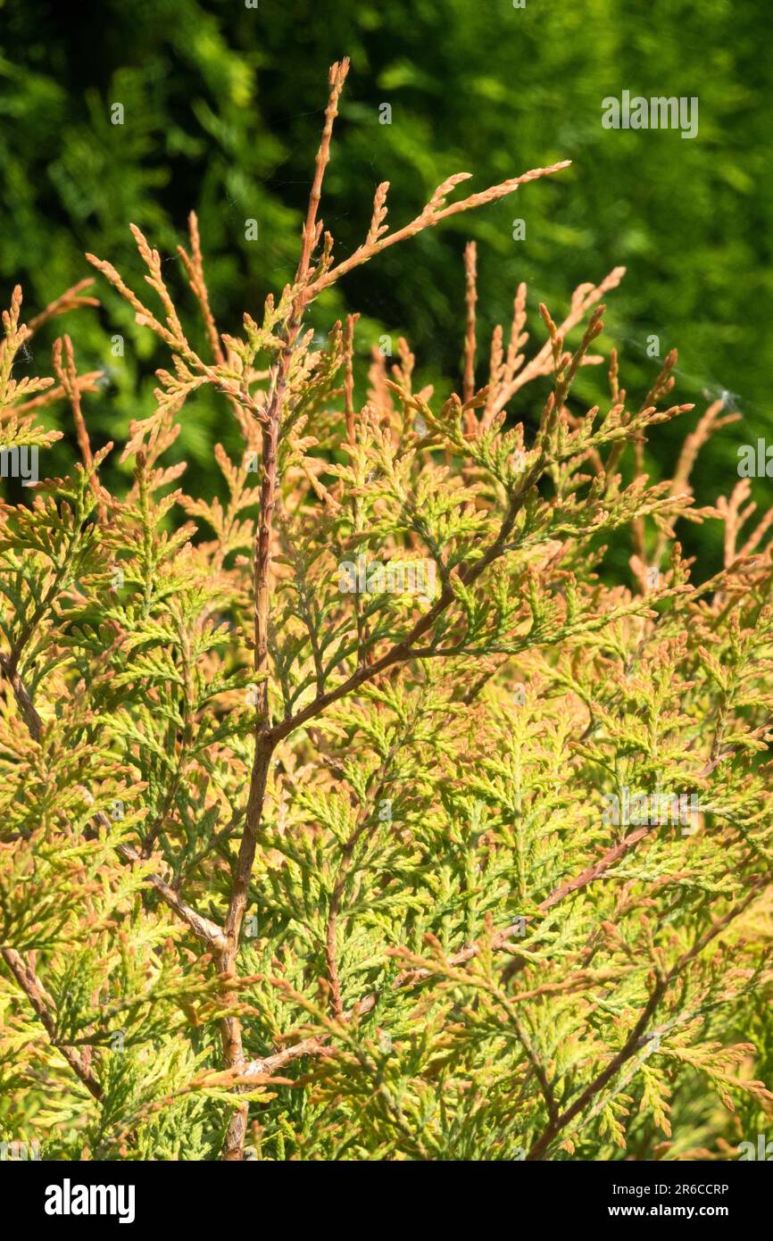 Arborvitae américain, Thuja occidentalis 'Chef des pompiers' Banque D'Images