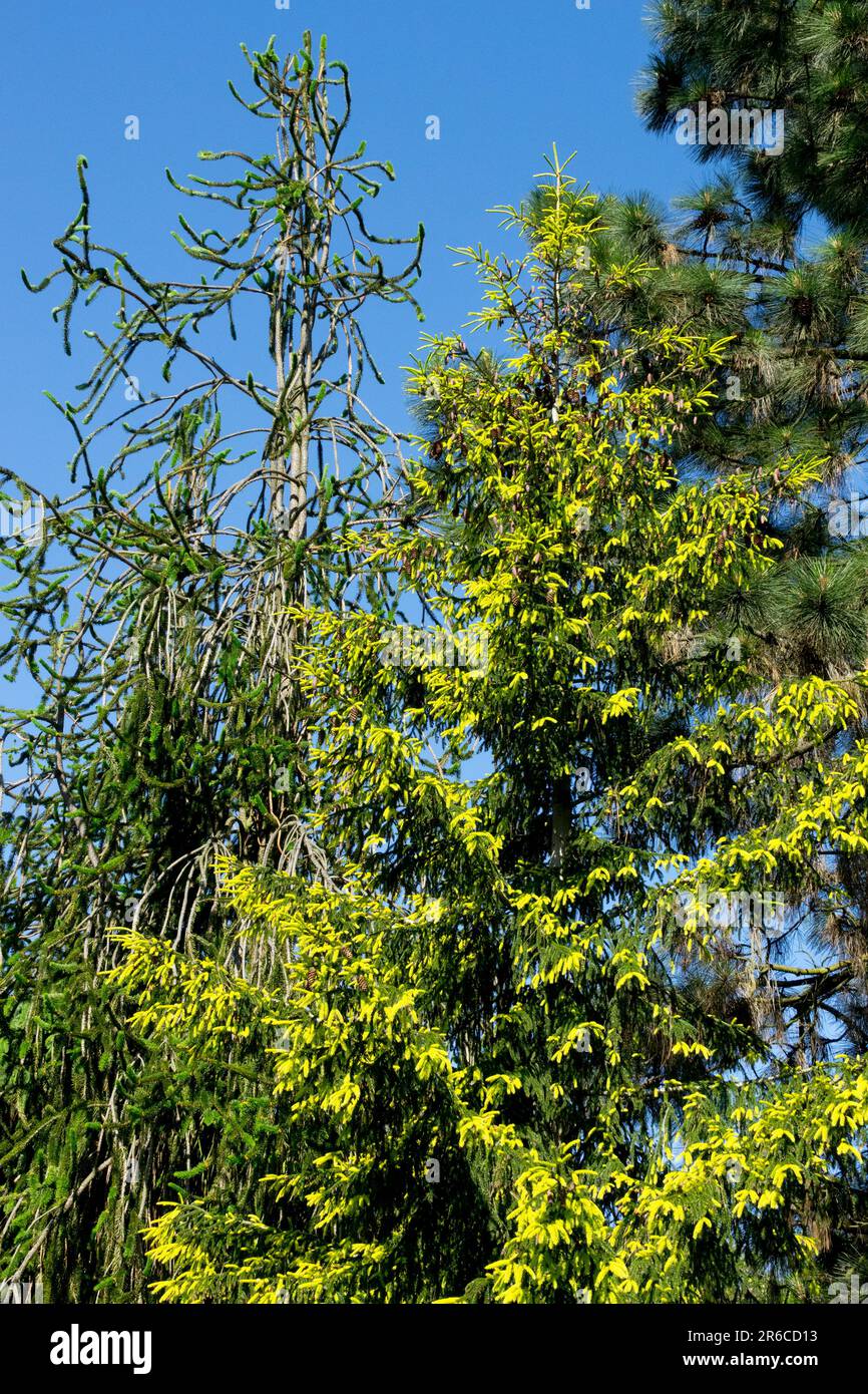 Épinette d'Orient, Picea orientalis 'Early Gold', épinette de Norvège, Or précoce, Picea abies 'viminalis' épinette conifères Banque D'Images
