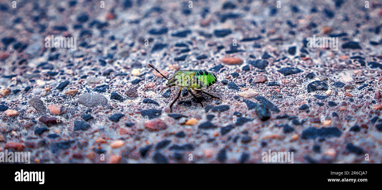 Un petit insecte vert est perché sur une pile de gravier gris dans un cadre naturel Banque D'Images