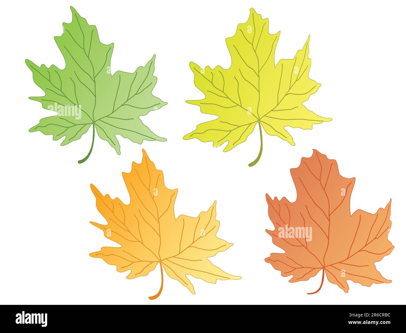 Quatre différents vecteur les feuilles d'automne. Illustration de Vecteur