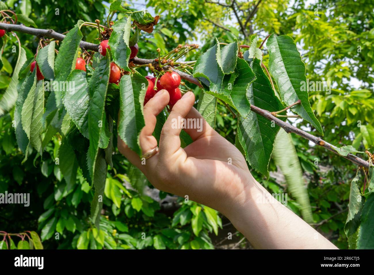 Cueillette à la main de délicieux cerises rouges fraîches. Cueillette de la cerise rouge en gros plan Banque D'Images