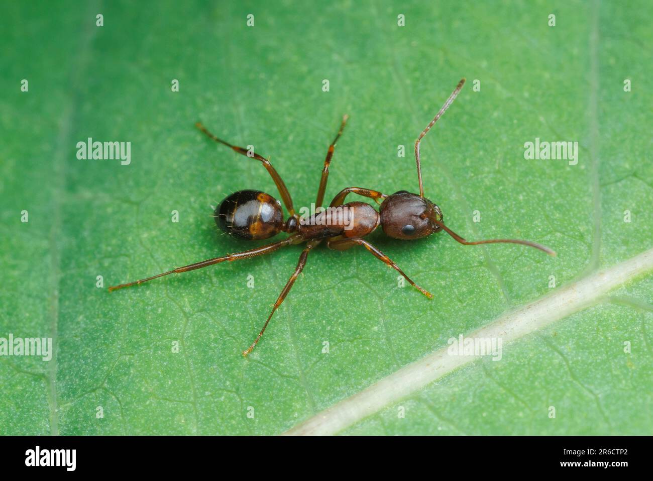 Charpentier barbu (Camponotus subbarbatus) Banque D'Images