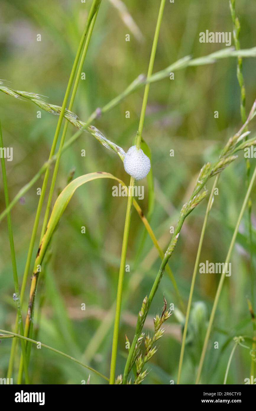 mousse de coupe-vent spittlebug sur une roseau de grande herbe Banque D'Images