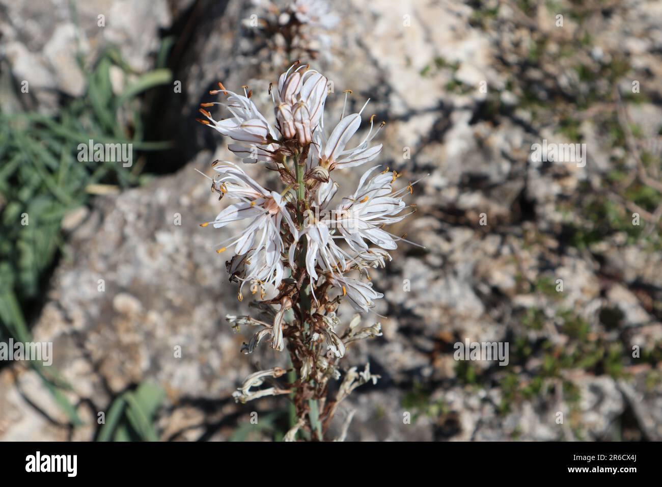 Asphodelus albus, asphodel blanc, à El Torcal de Antequera, Malaga, Espagne Banque D'Images