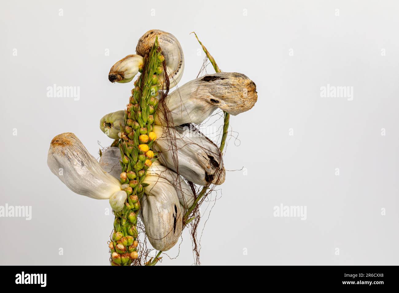 Des galettes de maïs sur la pampille de la tige de maïs isolées sur fond blanc. Agriculture, agriculture et maladie des plantes. Banque D'Images