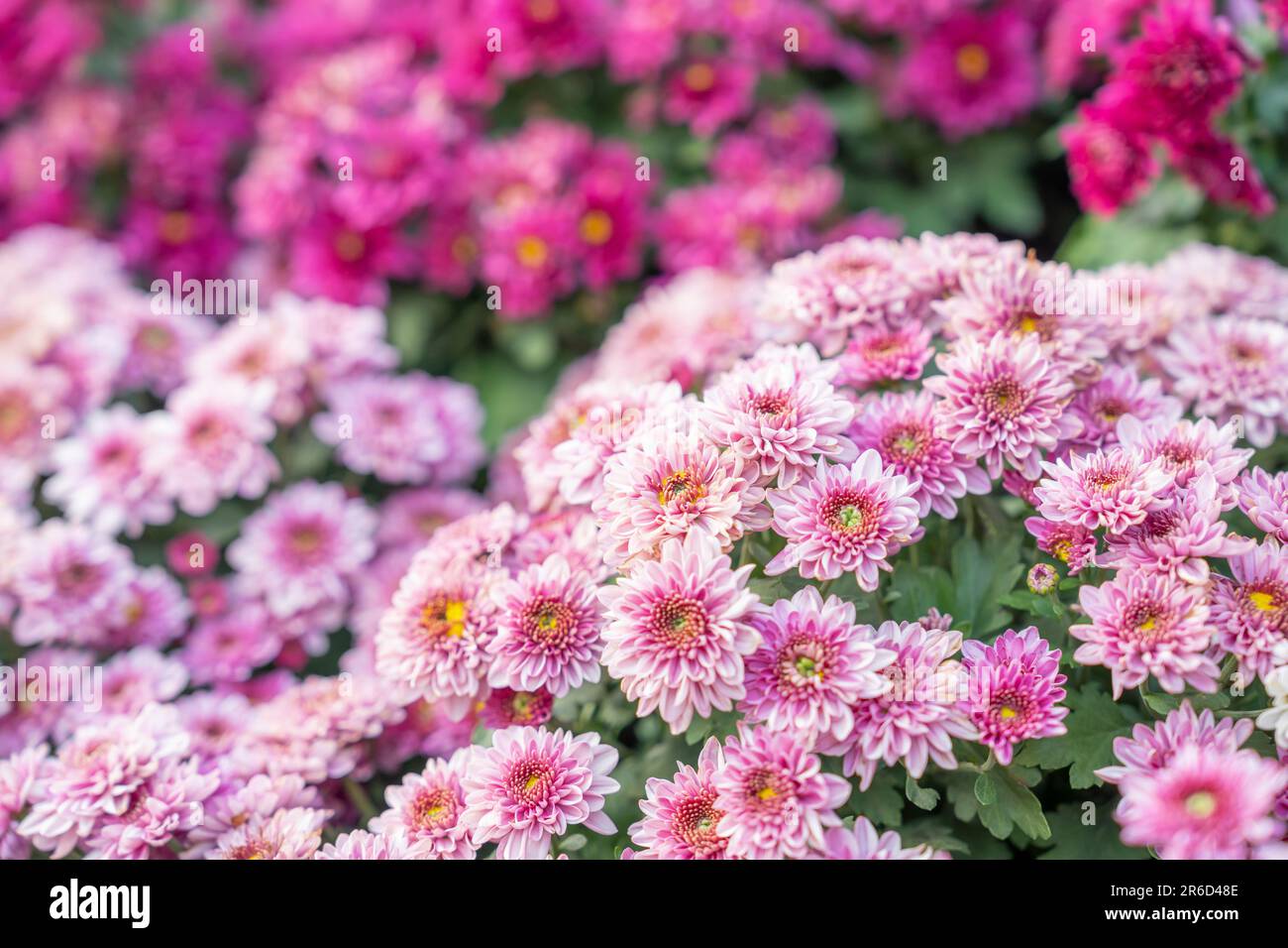 Motif chrysanthème dans le parc de fleurs. Groupe de fleurs de chrysanthème rose. Banque D'Images