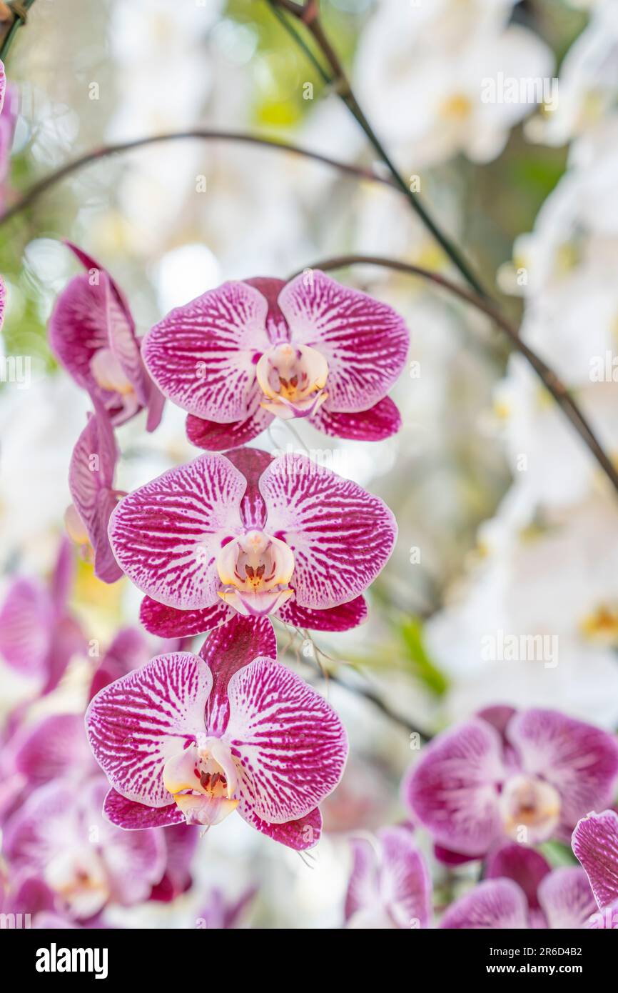 Orchidées de lune rose et blanche. Également connu sous le nom d'orchidée. Nom botanique: Phalaenopsis Aphrodite Banque D'Images
