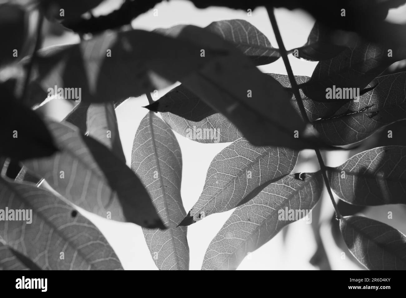 Des feuilles d'automne incroyables. Banque D'Images