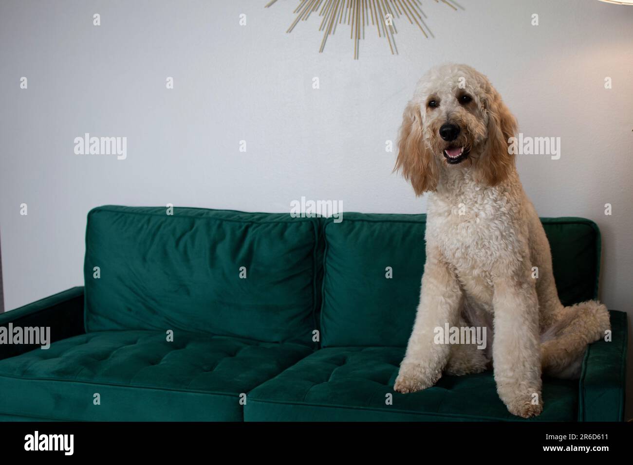 Portrait d'un énorme chien blanc Goldendoodle assis sur un canapé en velours vert Banque D'Images