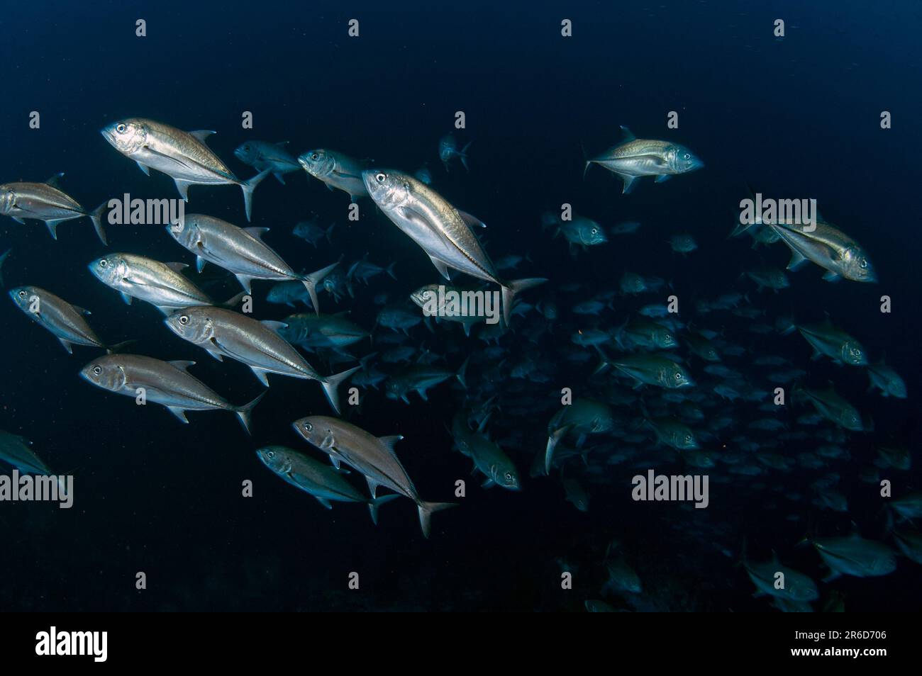 École de Bigeye Trevally, Caranx sexfasciatus, site de plongée Luciperra, Pulau Penyu, mer de Banda, Moluccas, Indonésie Banque D'Images