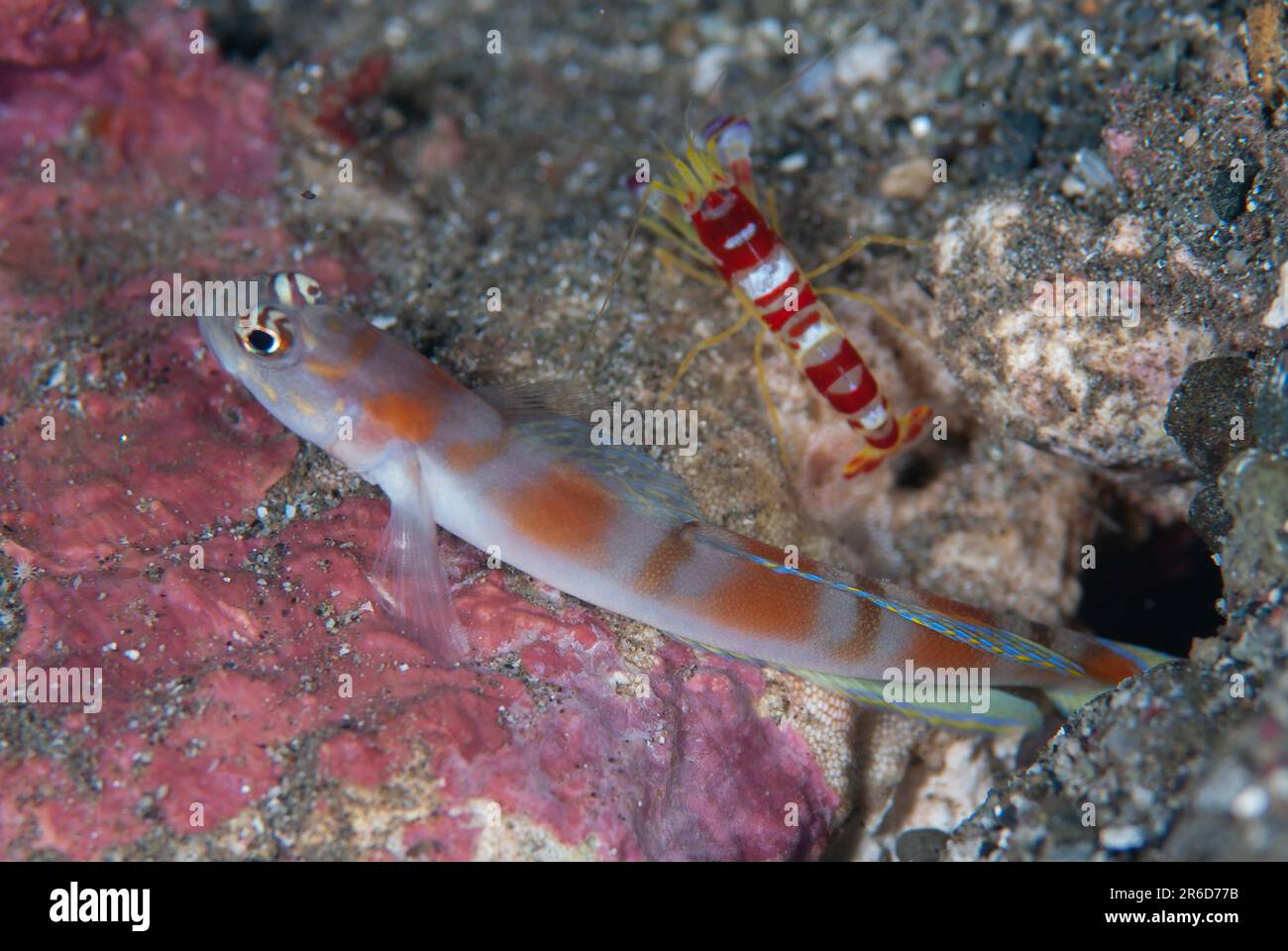 Shrimpgoby de Flagtail, Amblyeleotris yanoi, avec la crevette de Randall, Alpheus randalli, trou de nettoyage, rivière Surai, île de Wetar, Près d'Alor, Banda Banque D'Images