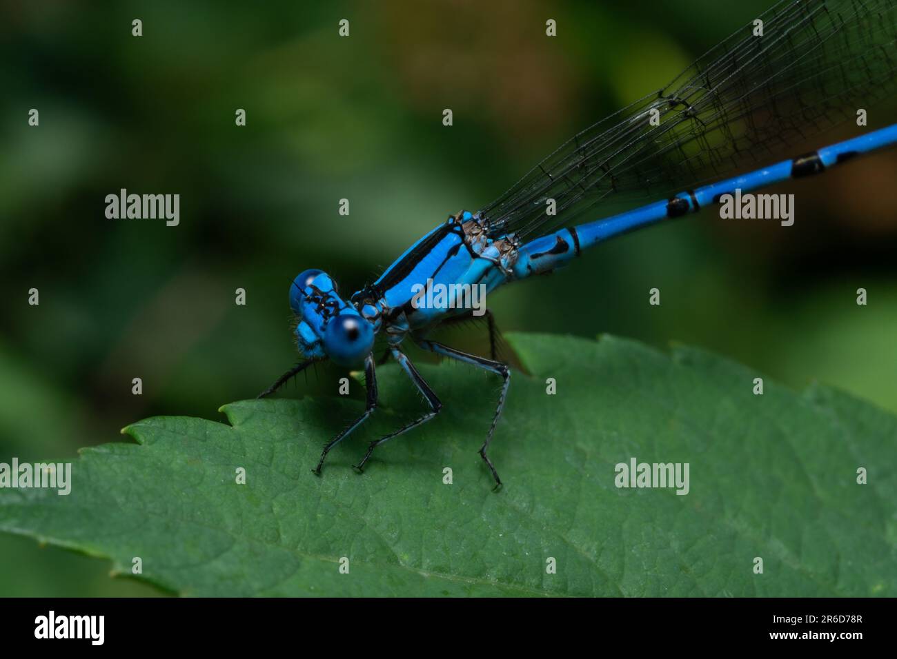 Bleu damselfly assis sur une feuille. Banque D'Images