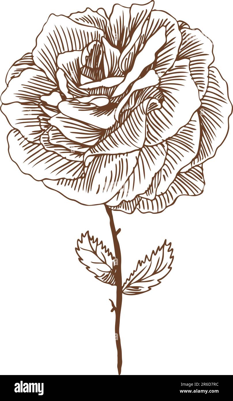 Image tirée à la main d'une rose. Illustration de Vecteur