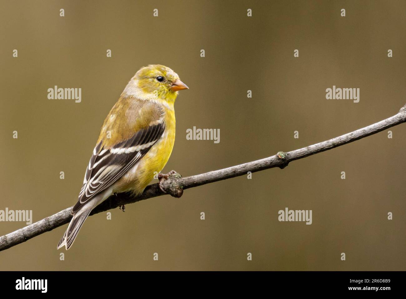 Goldfinch assis sur une branche. Banque D'Images