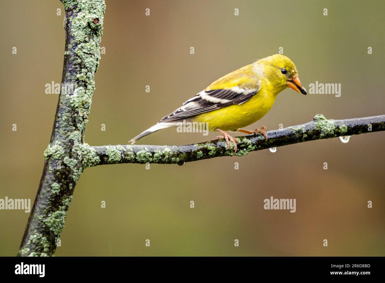 Goldfinch assis sur une branche. Banque D'Images