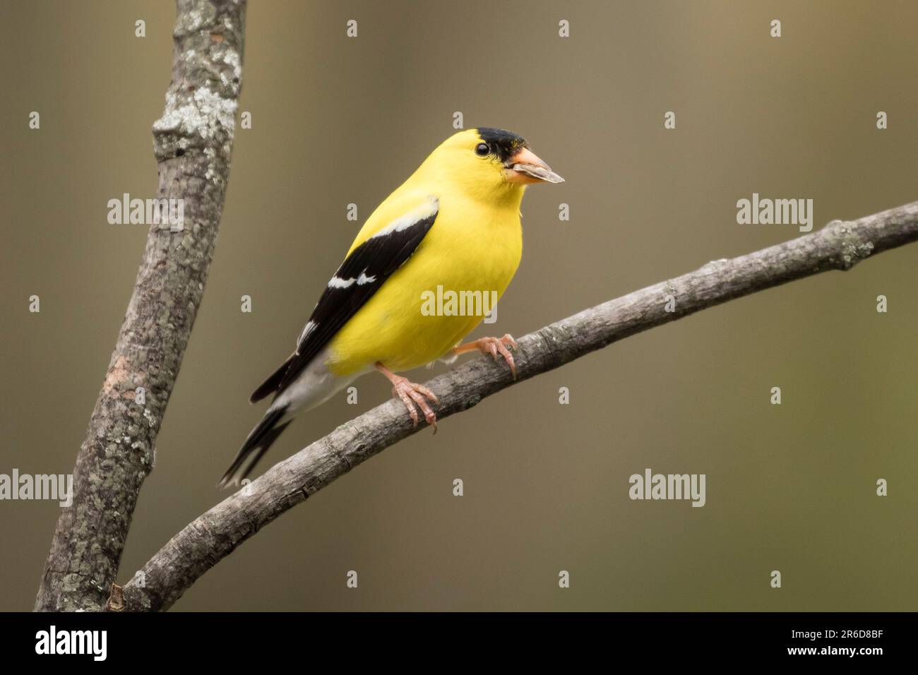 Goldfinch assis sur une branche. Banque D'Images