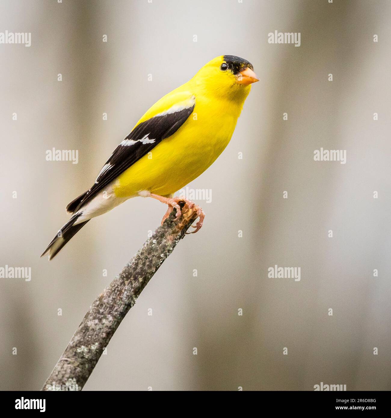 Goldfinch assis sur une branche. Banque D'Images