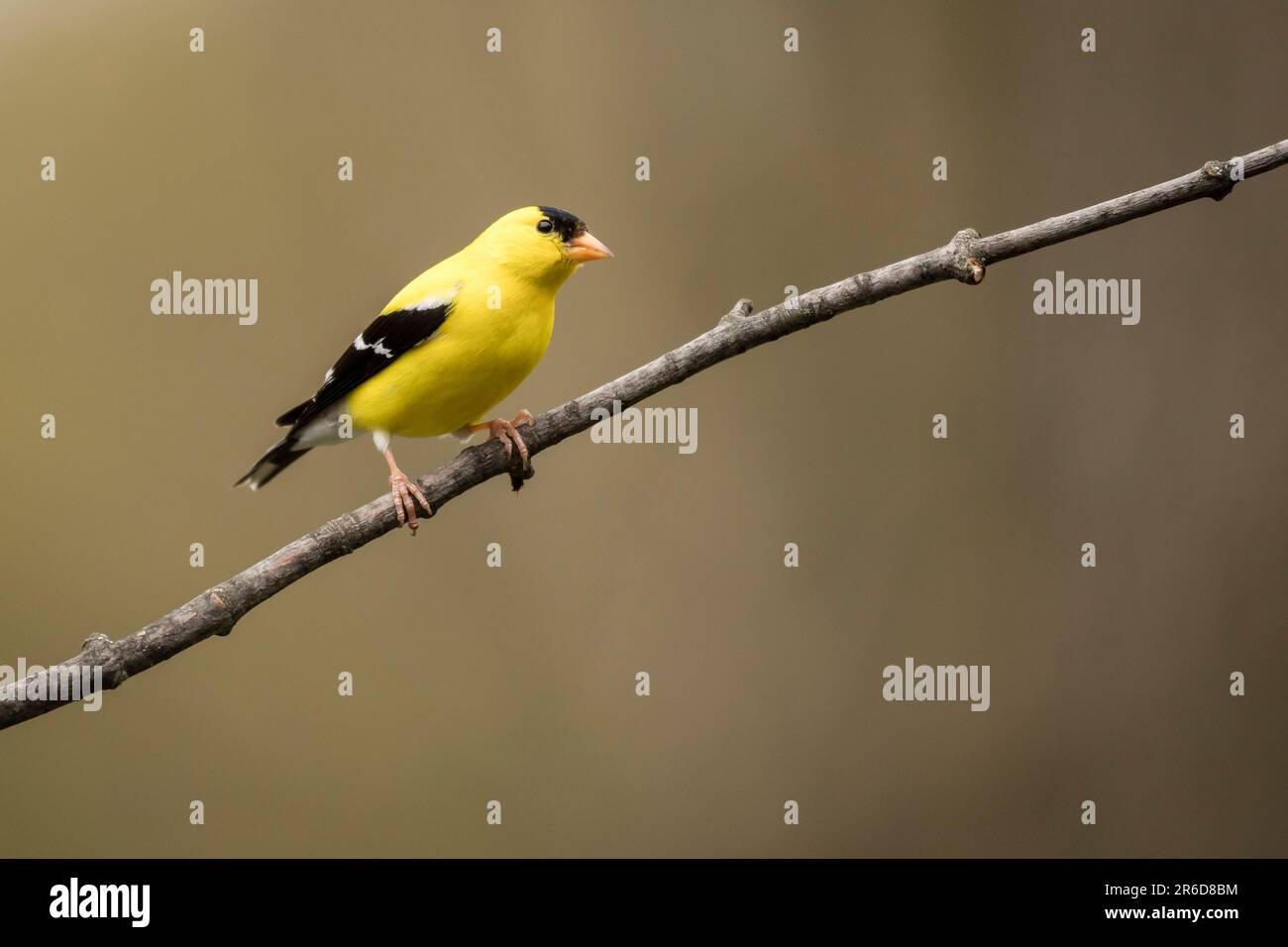 Goldfinch assis sur une branche. Banque D'Images